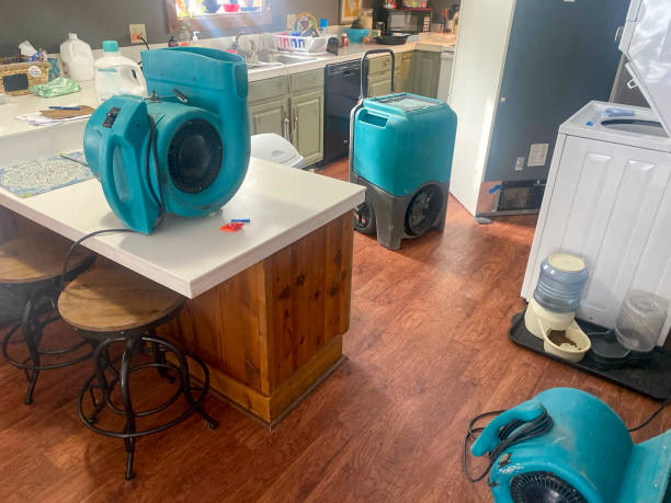 Best Basement water damage restoration  in Thief River Falls, MN