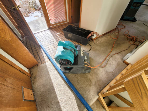 Best Carpet water damage restoration  in Thief River Falls, MN